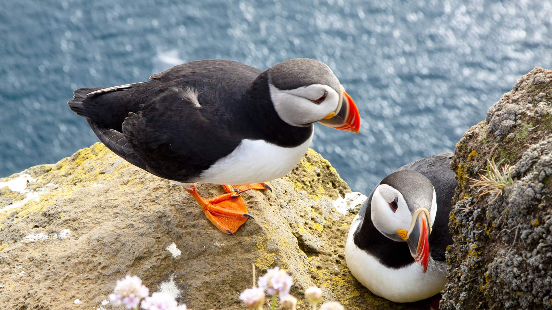 Puffins perched on the Cliffs of Moher, Ireland, overlooking the ocean.