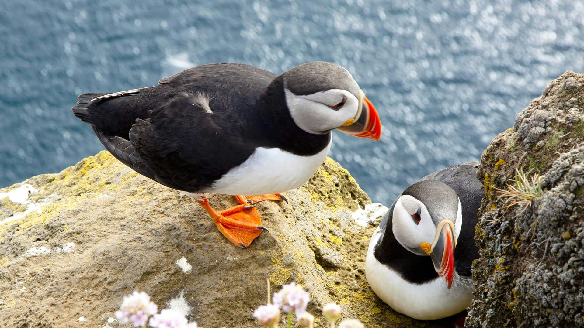 Puffins perched on the Cliffs of Moher, Ireland, overlooking the ocean.