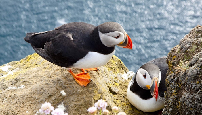 Puffins perched on the Cliffs of Moher, Ireland, overlooking the ocean.