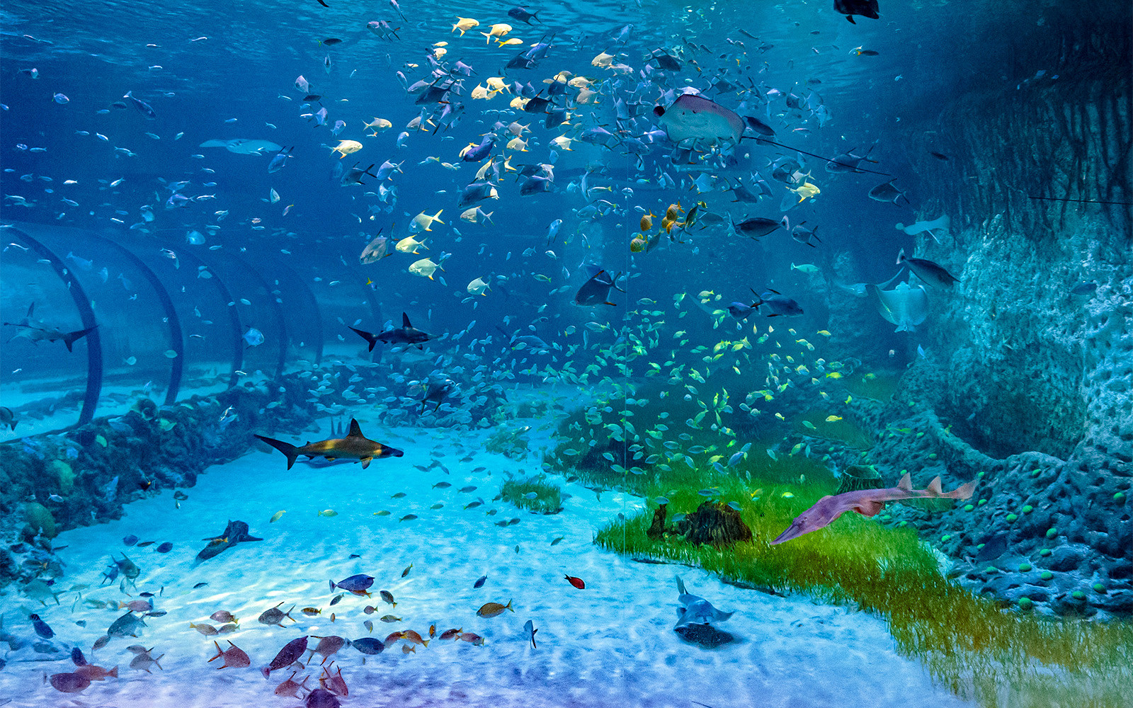 Biglietti d'ingresso standard