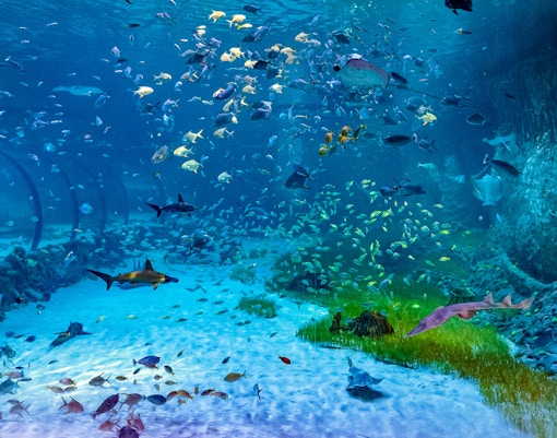 Biglietti d'ingresso standard