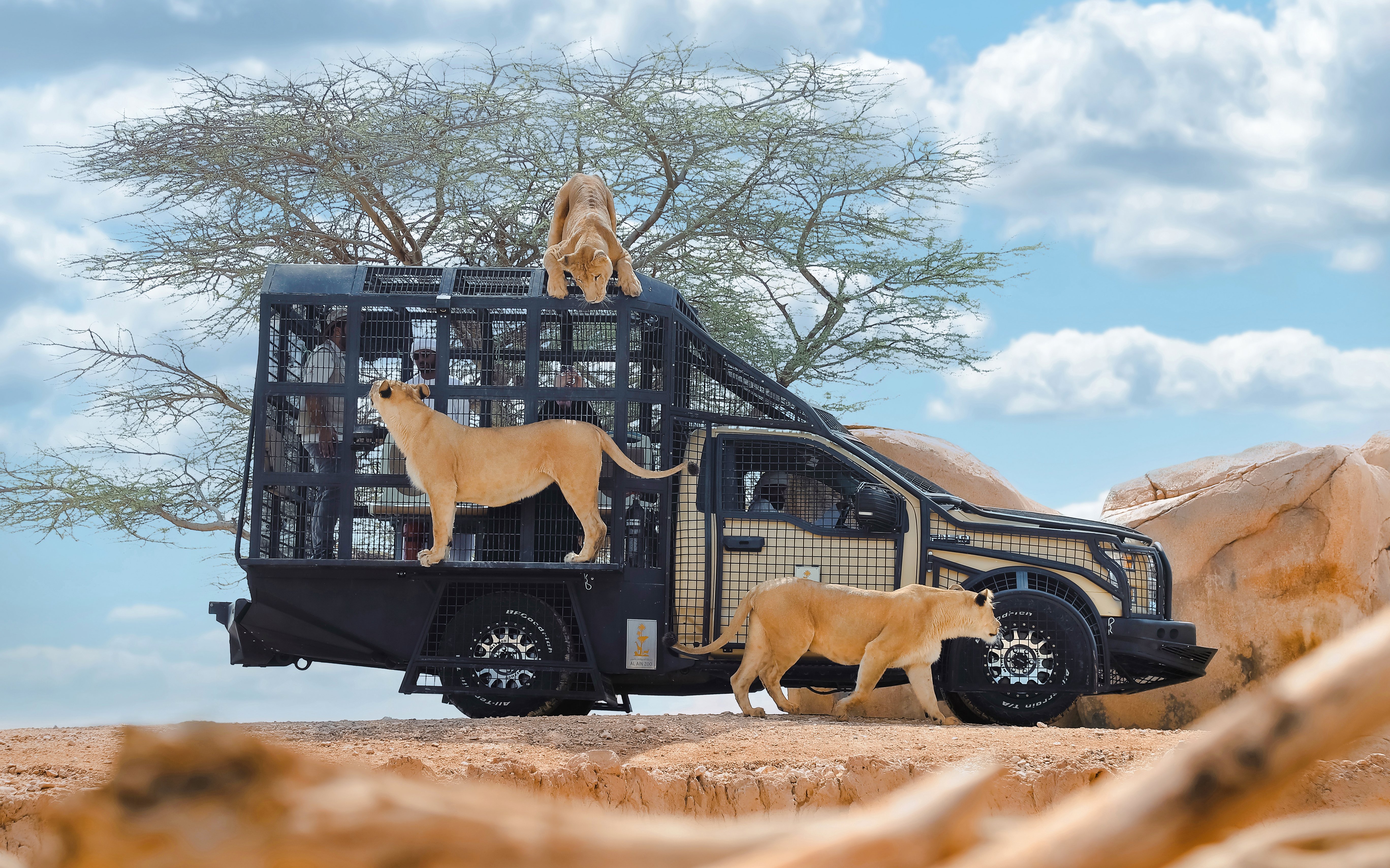 Lions interacting with a safari vehicle at Al Ain Zoo.