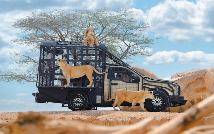 Lions interacting with a safari vehicle at Al Ain Zoo.