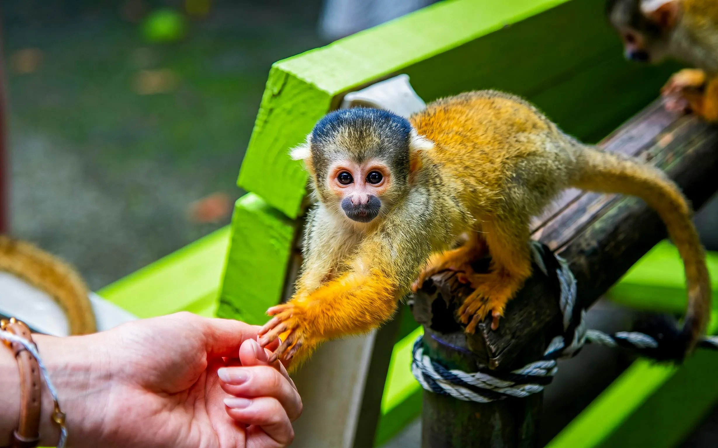 Squirrel monkey interacting with a visitor at Ishigaki Yaima Village.