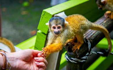 Squirrel monkey interacting with a visitor at Ishigaki Yaima Village.