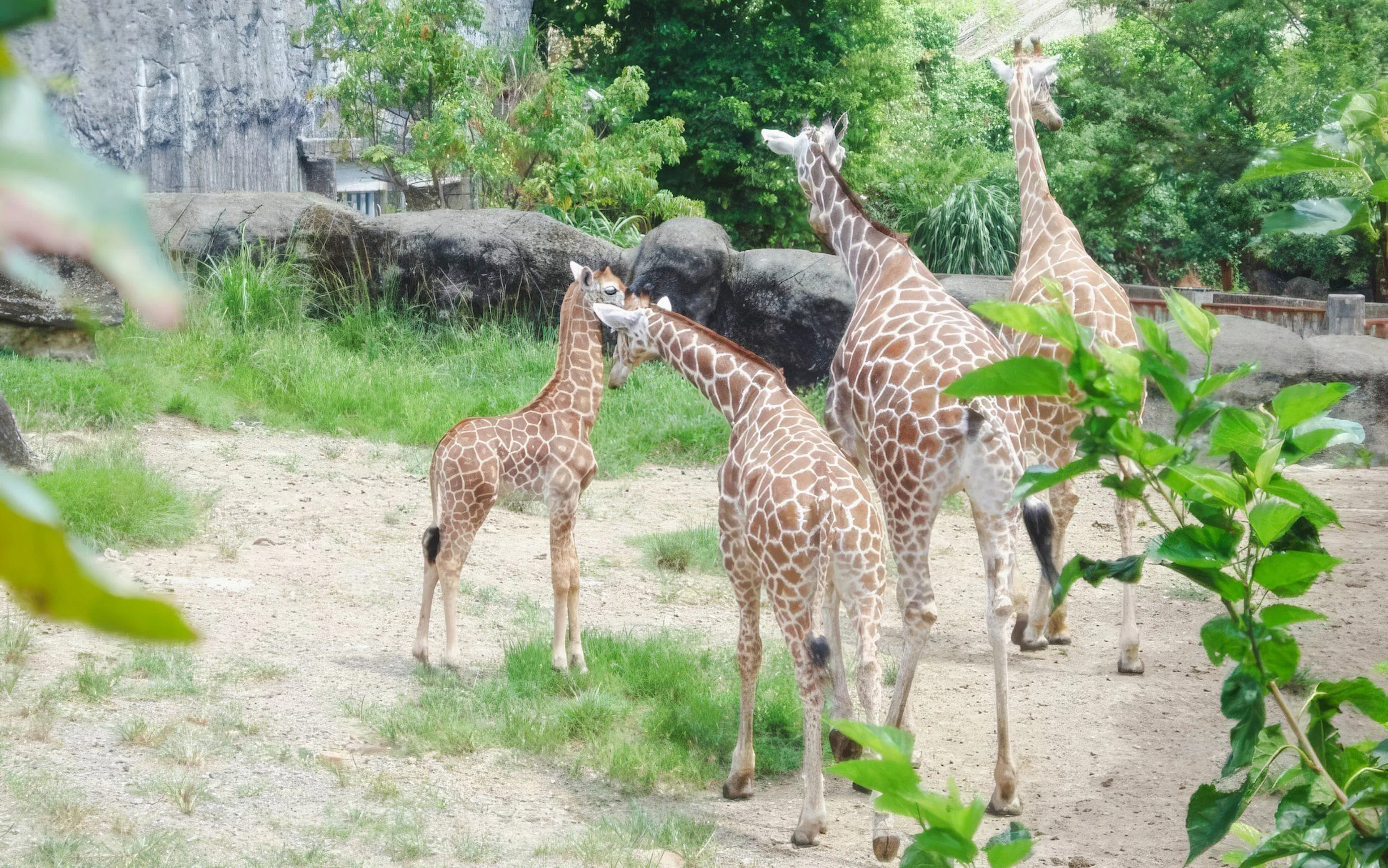 Giraffes walking in an enclosure at Taipei Zoo.