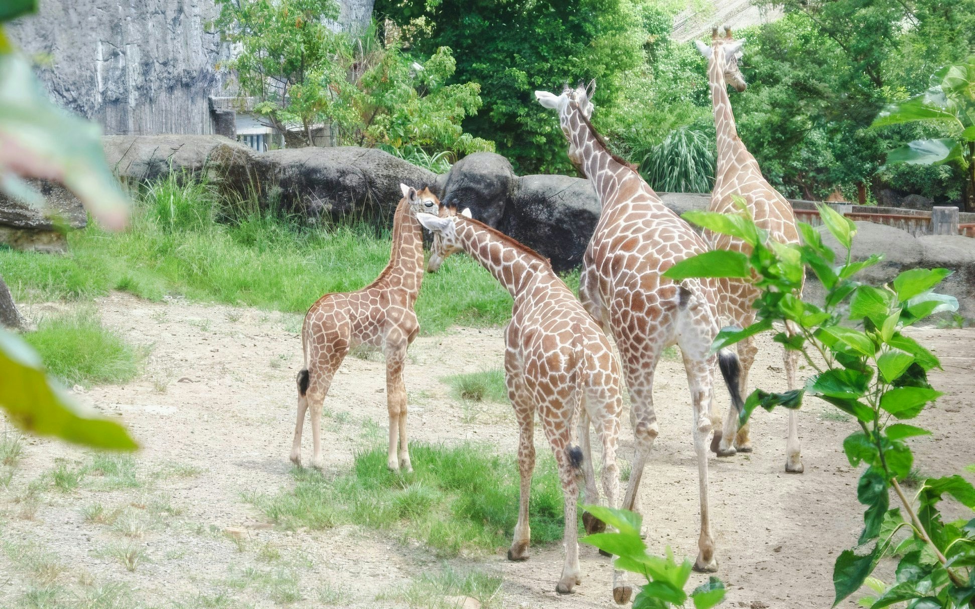 Giraffes walking in an enclosure at Taipei Zoo.
