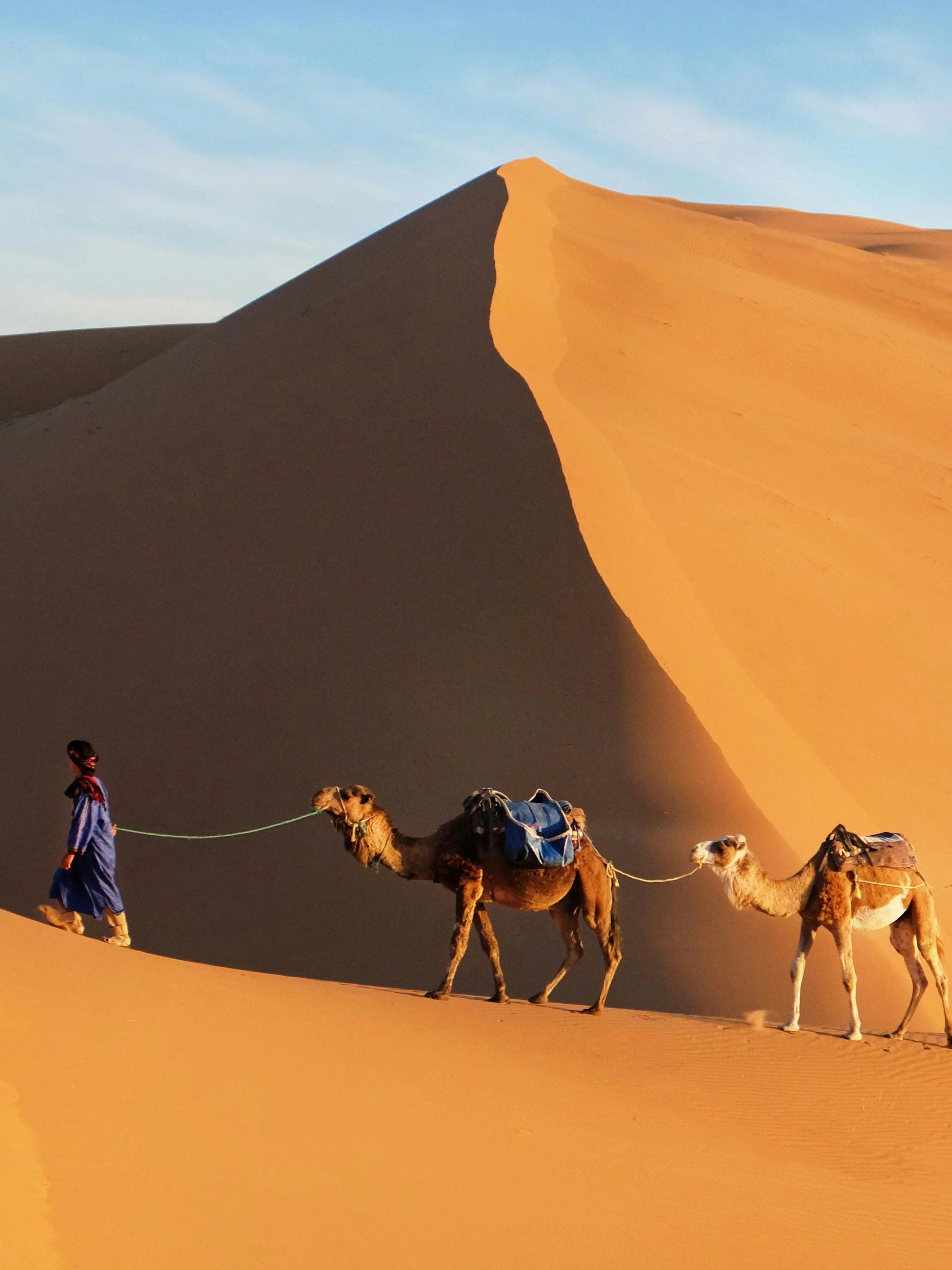 Camel caravan crossing sand dunes in the Sahara Desert.