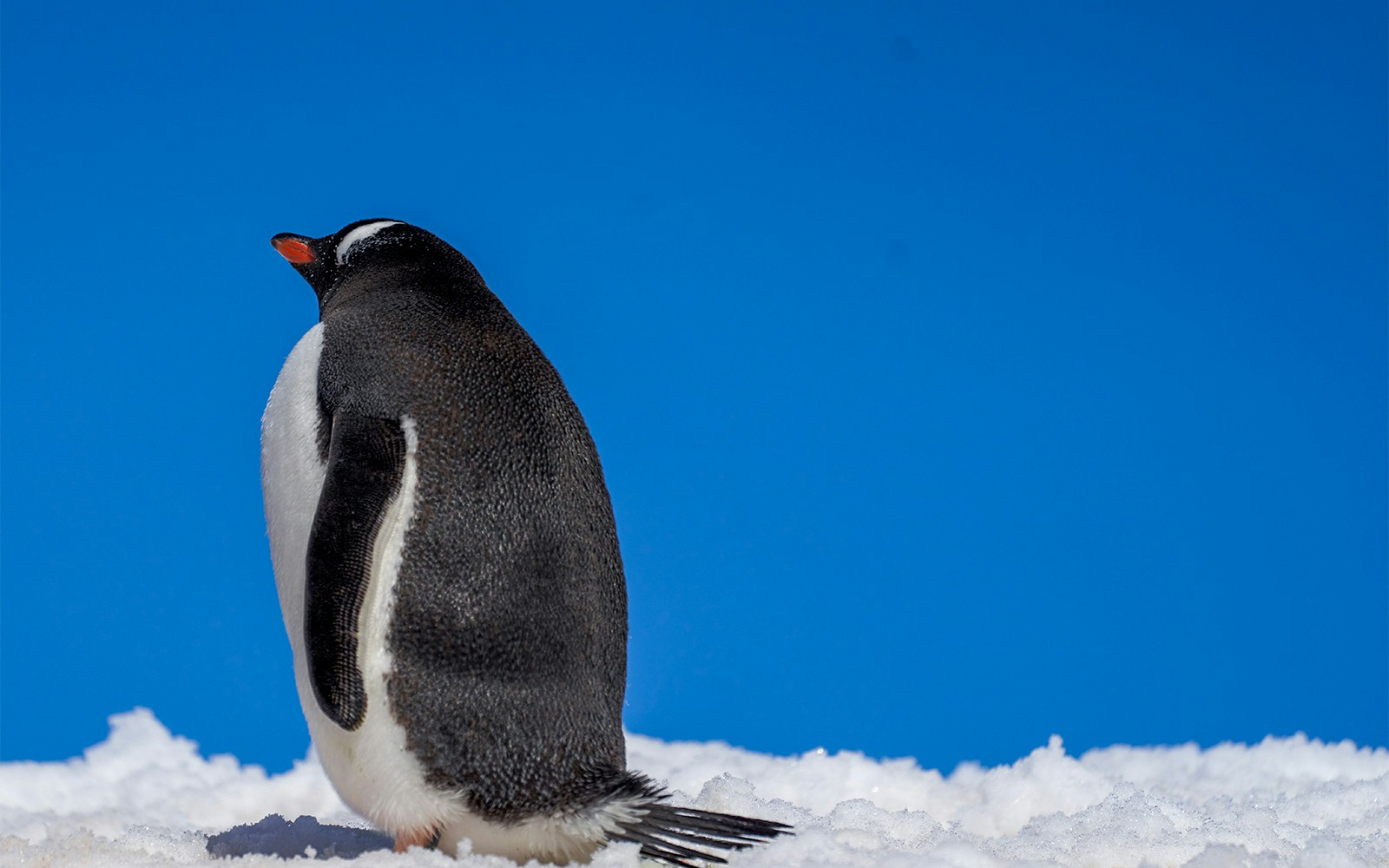 SEA LIFE Sydney Aquarium Tickets
