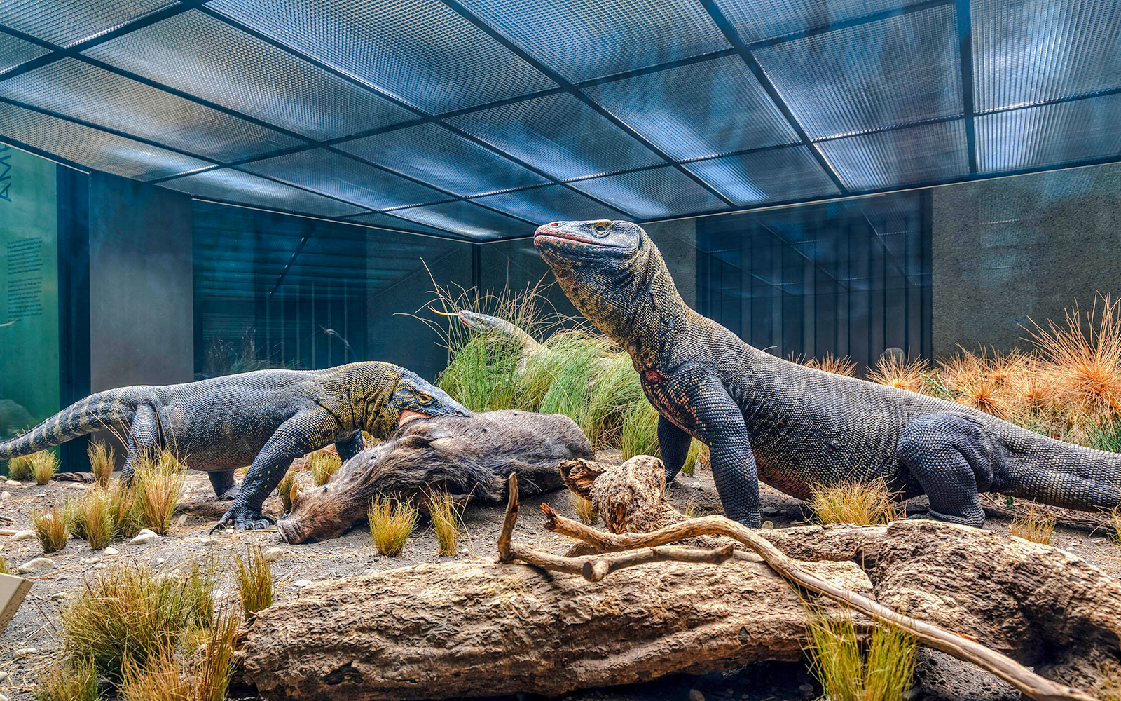 Komodo dragon at American Museum of Natural History Hall of Reptiles, New York City.