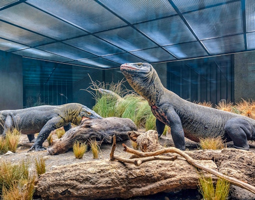 Komodo dragon at American Museum of Natural History Hall of Reptiles, New York City.