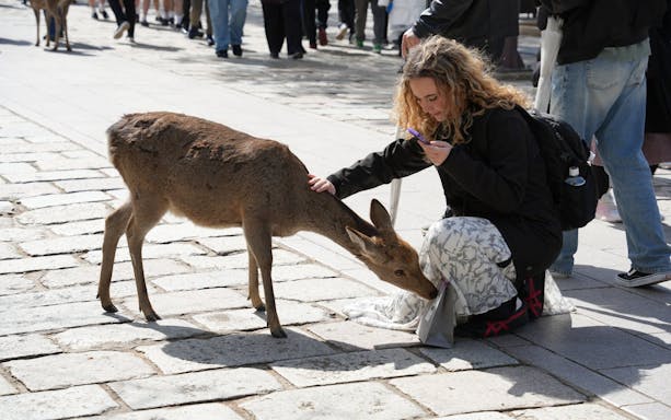 discover himeji, kobe and nara from osaka-4