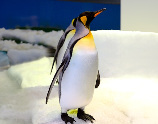 Ocean Park Hong Kong - Polar Adventure