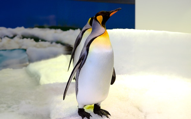 Ocean Park Hong Kong - Polar Adventure