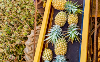 Pineapples on a conveyor belt at a plantation during a farm tour and tasting.