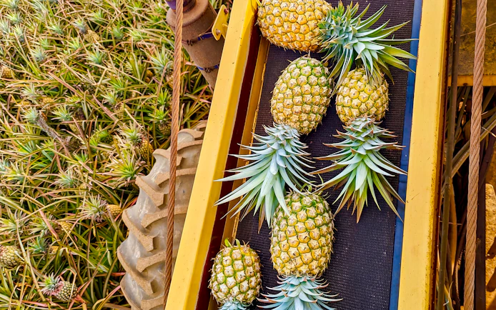 Pineapples on a conveyor belt at a plantation during a farm tour and tasting.