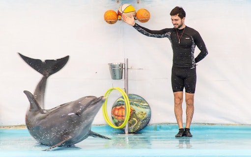 Trainer interacting with dolphin during a performance.