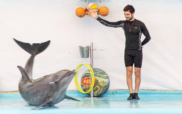 Trainer interacting with dolphin during a performance.