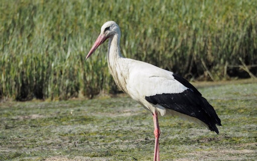 Stork standing in Ria Formosa wetlands during Algarve eco boat tour from Faro.