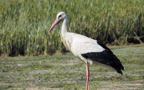 Stork standing in Ria Formosa wetlands during Algarve eco boat tour from Faro.