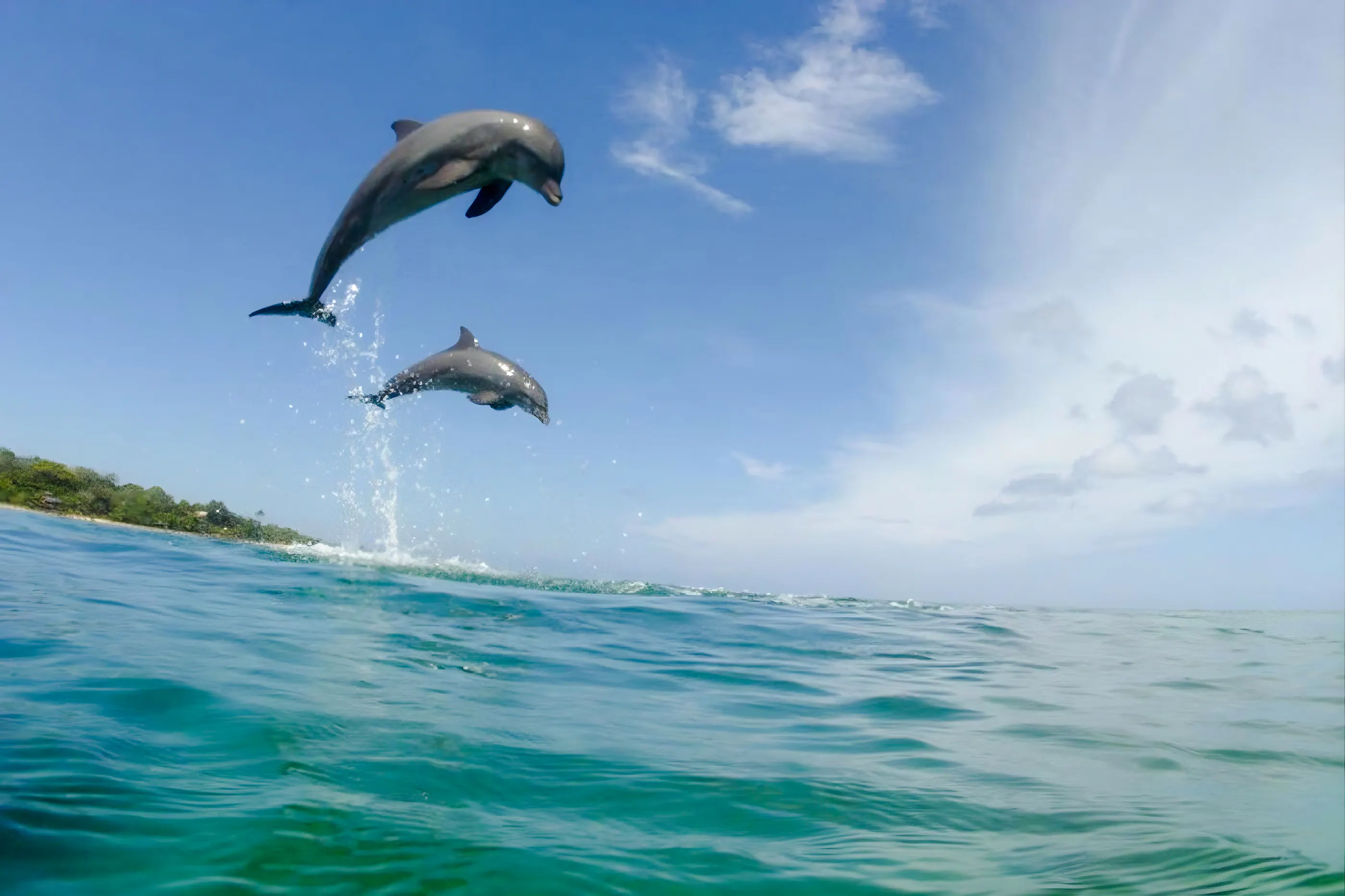 Dolphins leaping from the ocean near Praia da Pipa, RN, Brazil.