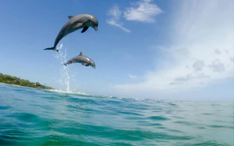 Dolphins leaping from the ocean near Praia da Pipa, RN, Brazil.