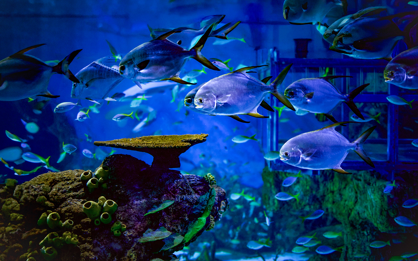 School of fish swimming in a Bali aquarium, part of the Marine Safari experience.