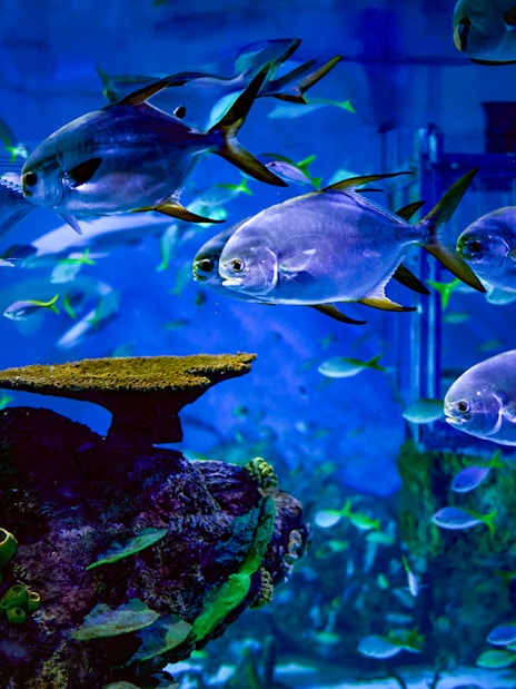 School of fish swimming in a Bali aquarium, part of the Marine Safari experience.