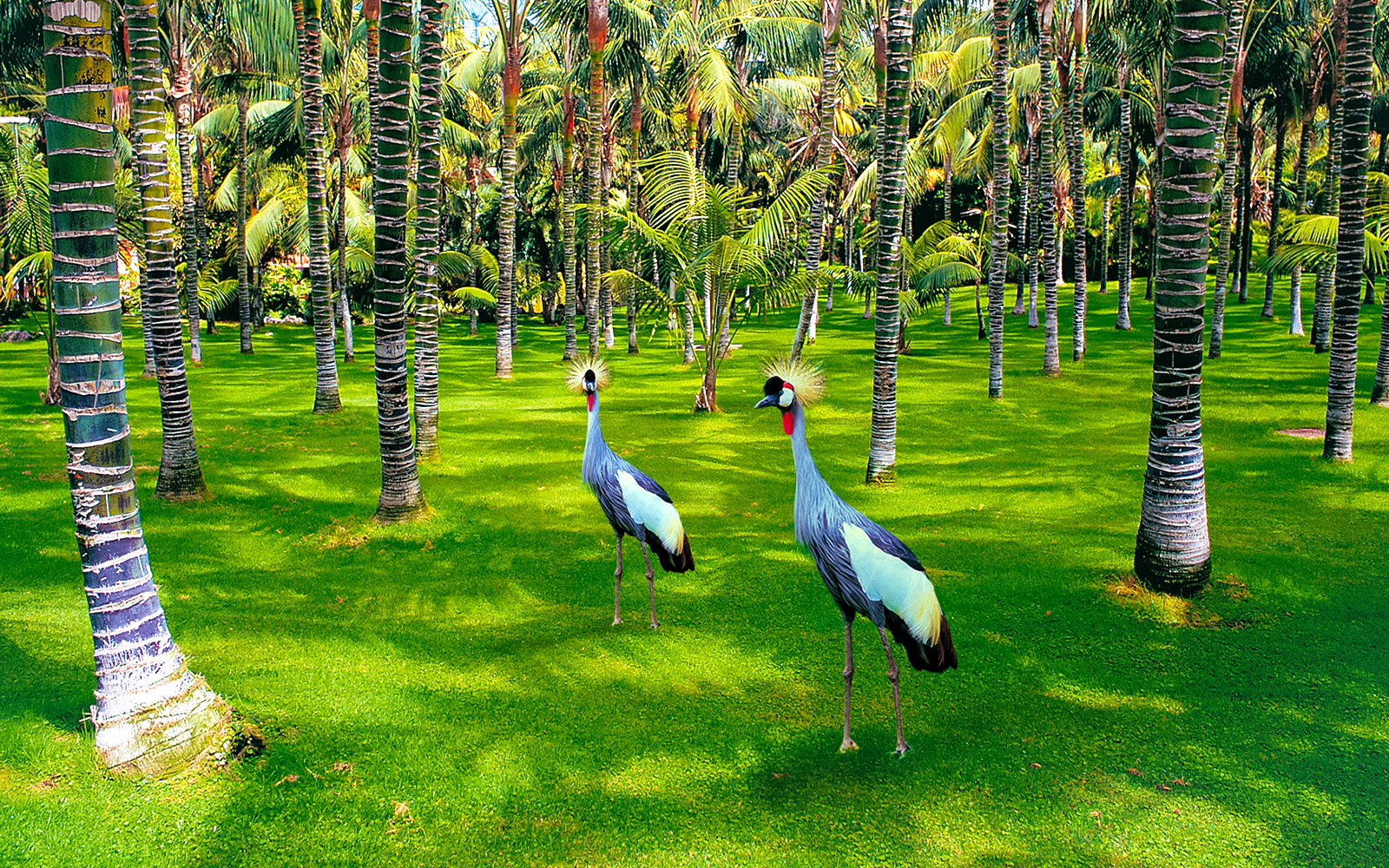 Crowned cranes walking among palm trees at Loro Park.