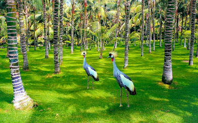 Crowned cranes walking among palm trees at Loro Park.