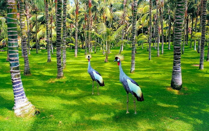 Crowned cranes walking among palm trees at Loro Park.