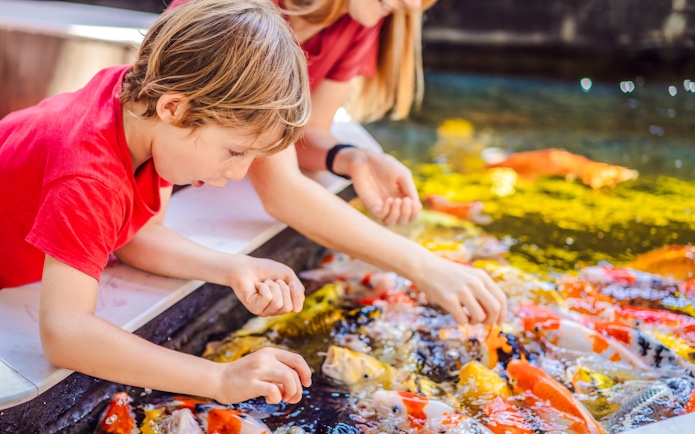 Children feeding koi fish at The Butterfly Garden pond.