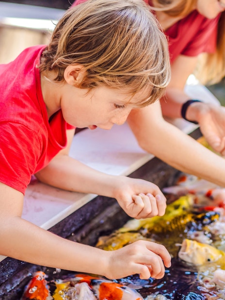 Children feeding koi fish at The Butterfly Garden pond.