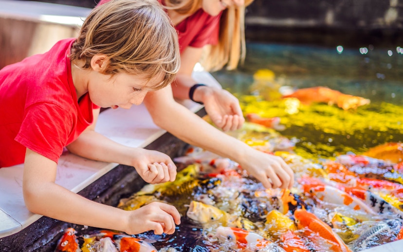 Children feeding koi fish at The Butterfly Garden pond.