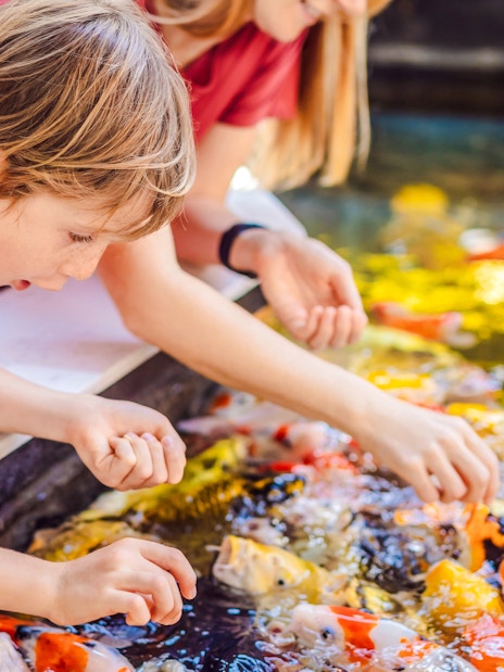 Children feeding koi fish at The Butterfly Garden pond.