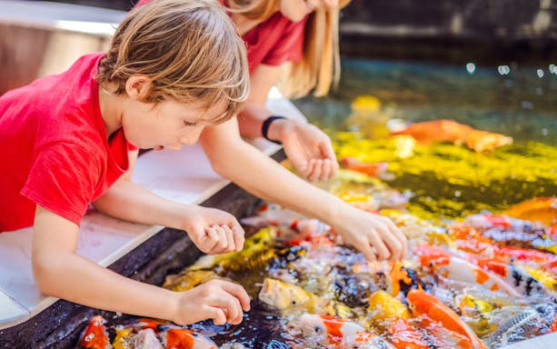 Children feeding koi fish at The Butterfly Garden pond.