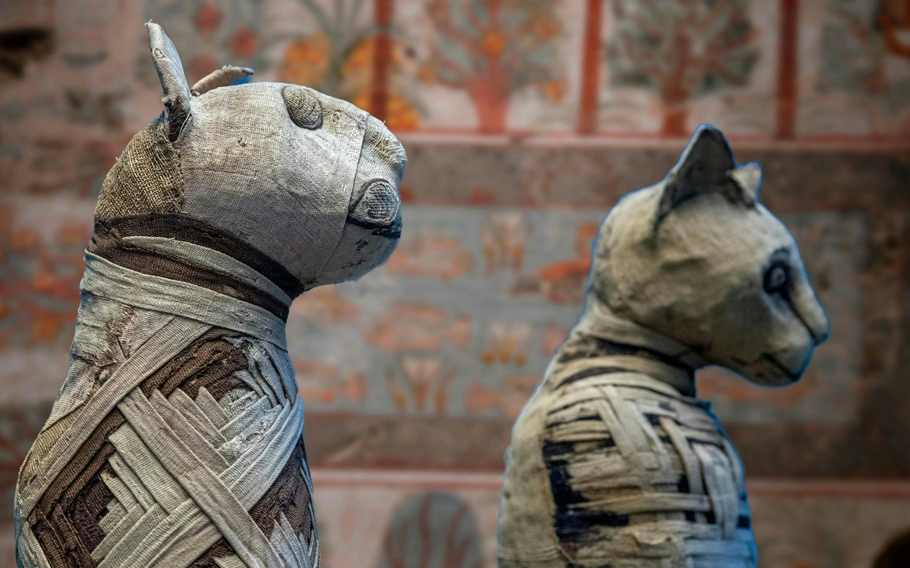 Ancient Egyptian cat and dog mummies displayed in a museum exhibit.