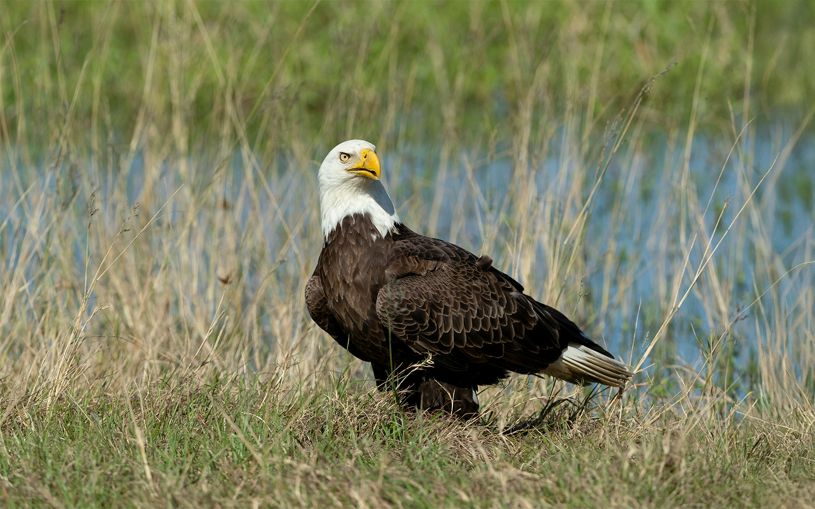 Bald eagle gathering nesting material in Everglades, Florida.