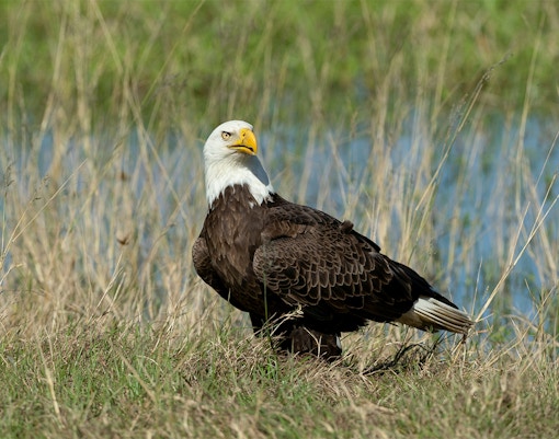 Bald eagle gathering nesting material in Everglades, Florida.
