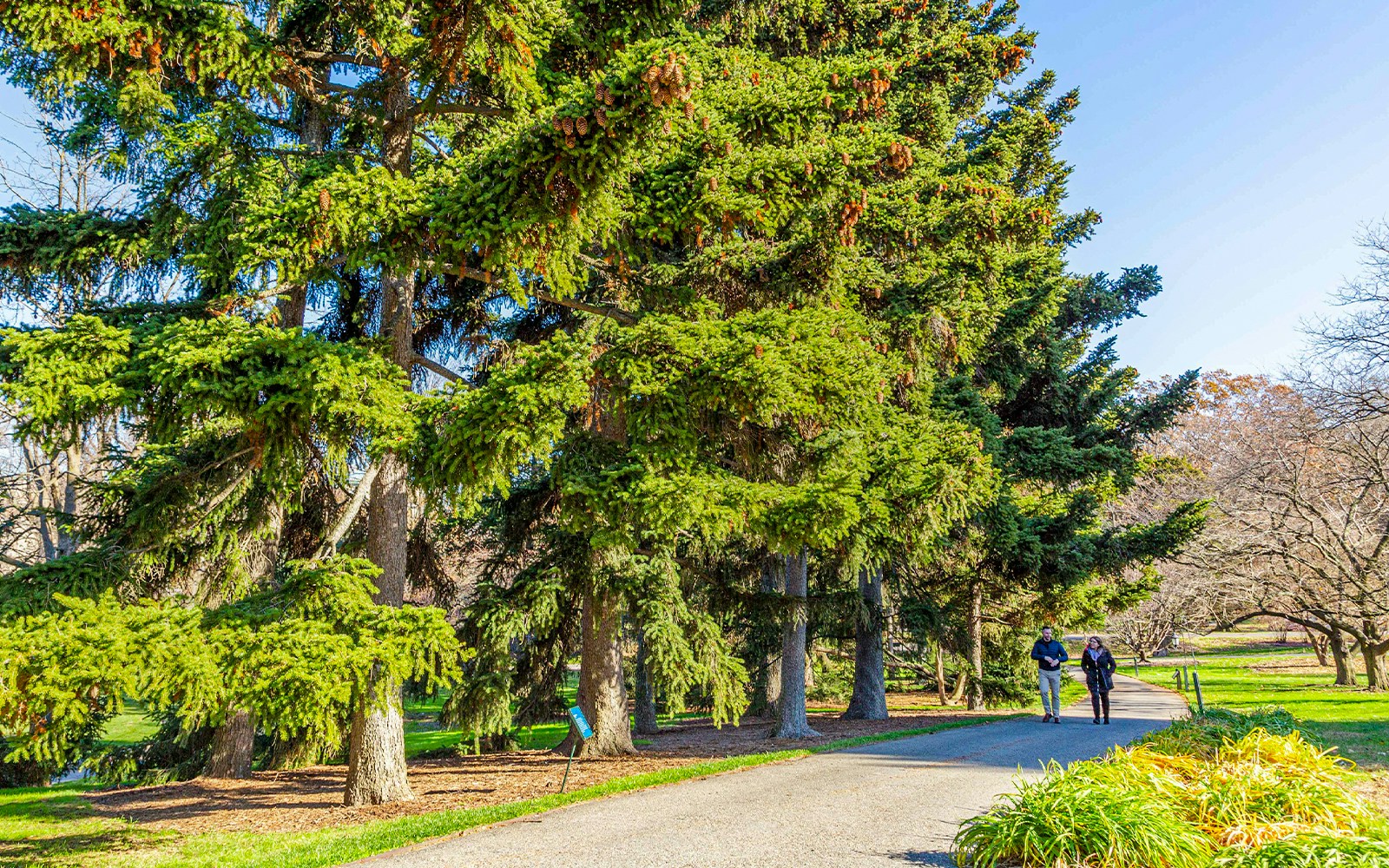 Conifer Arboretum at New York Botanical Garden