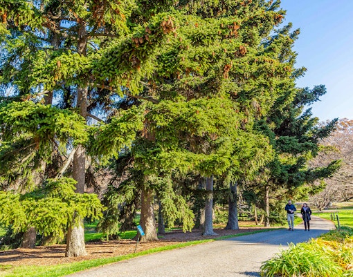 New York Botanical Garden, vibrant flower display in greenhouse, Bronx, New York City.