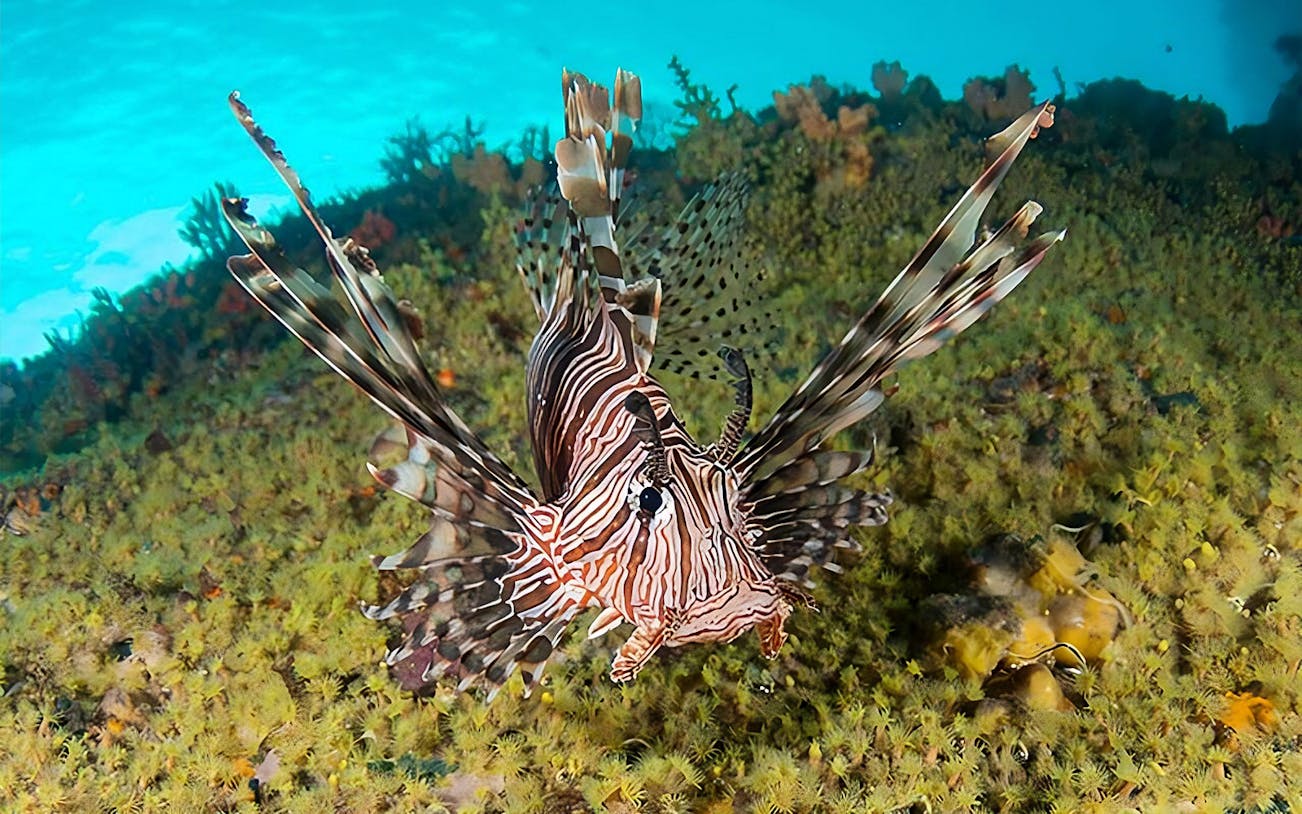 Lionfish swimming over coral reef at Okinawa Miyakojima Undersea Park.