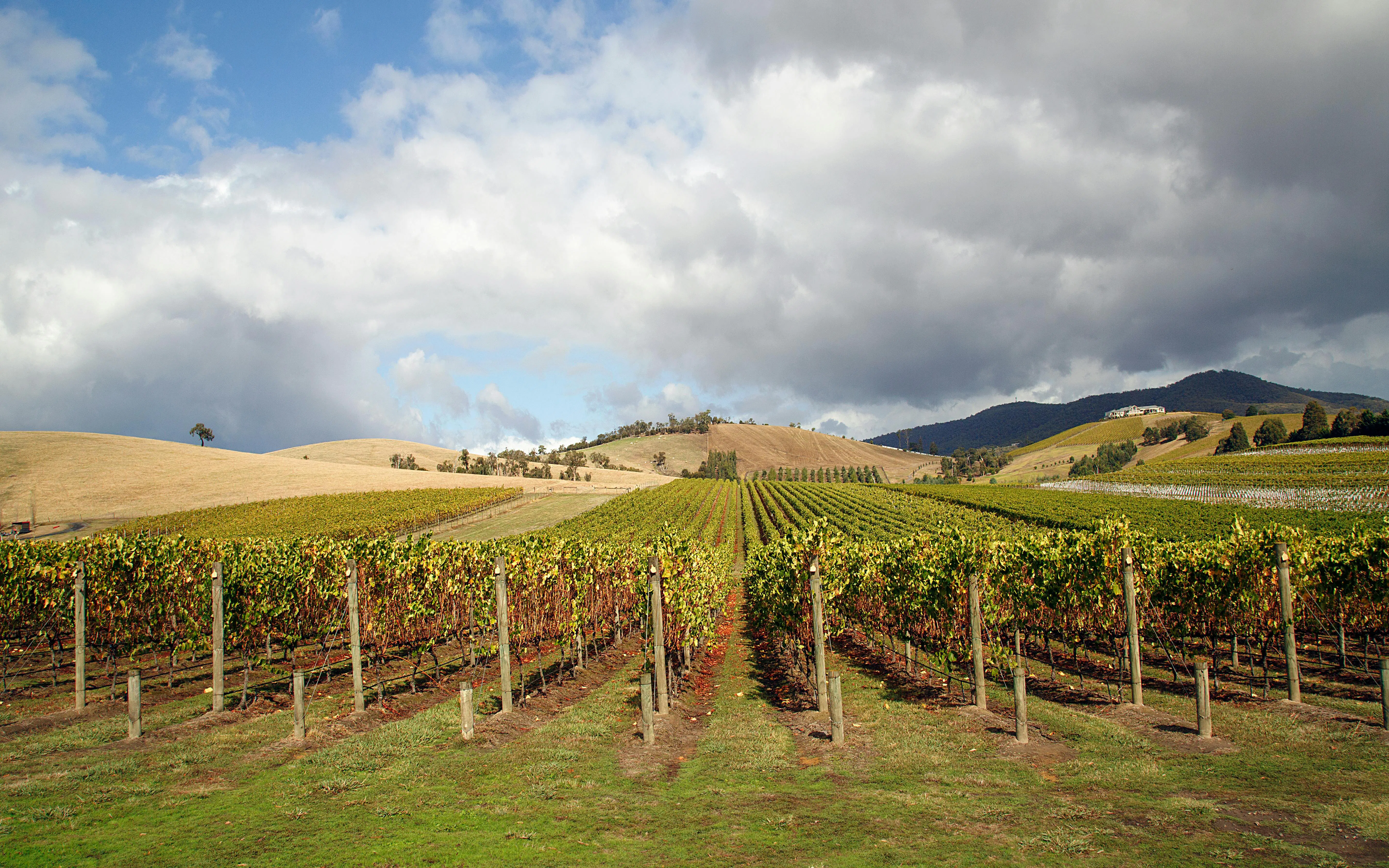 Vineyards in Yarra Valley with rolling hills and cloudy sky.