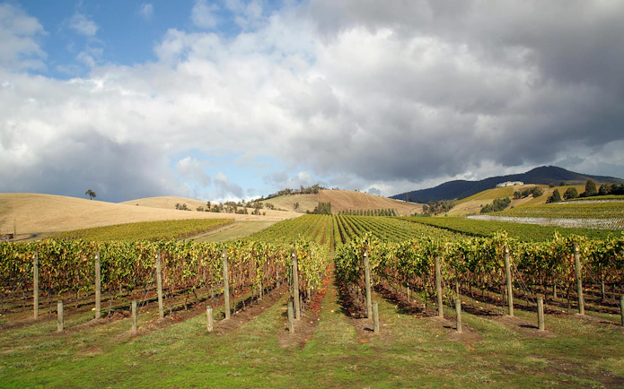 Vineyards in Yarra Valley with rolling hills and cloudy sky.