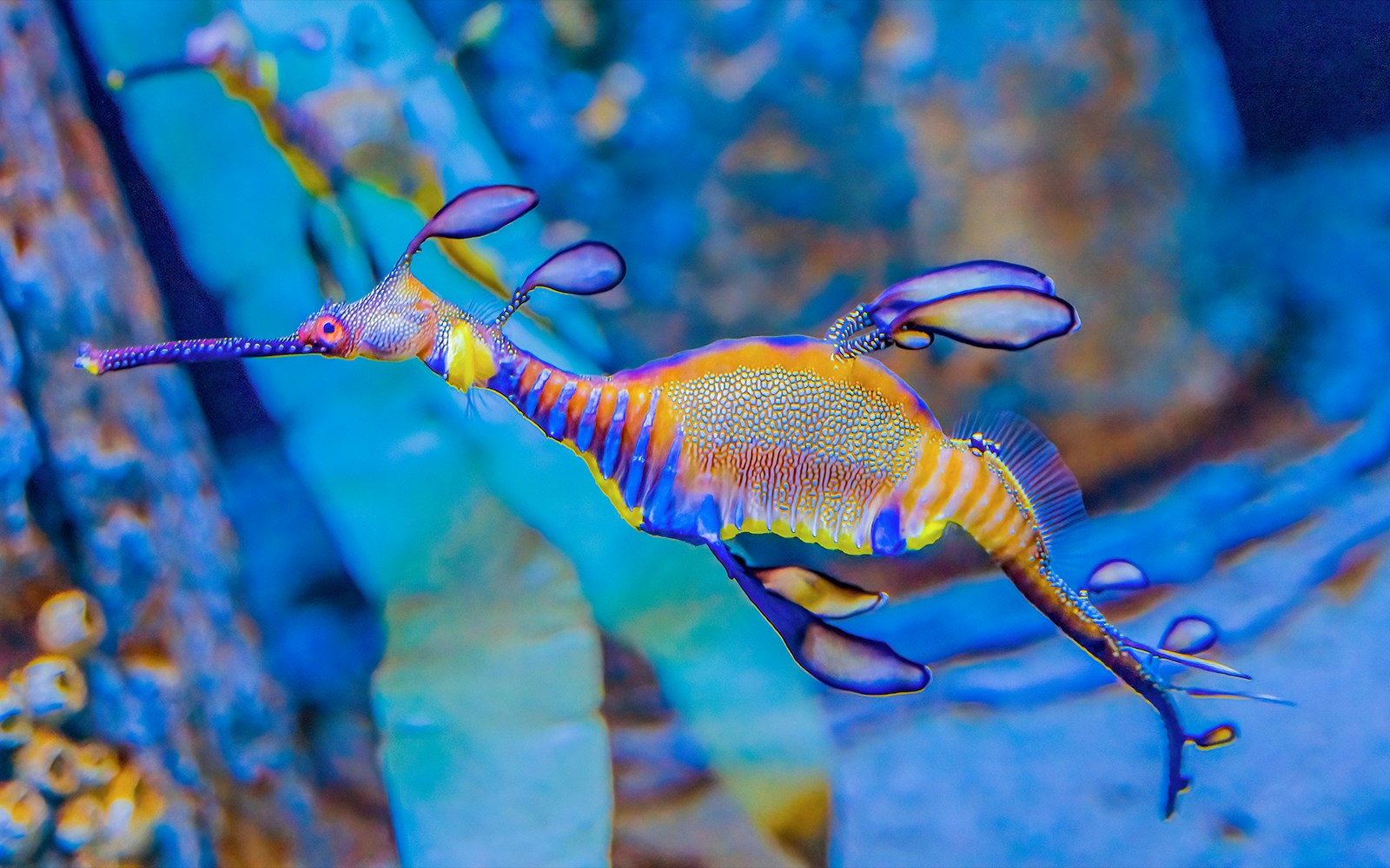 Weedy Sea Dragon underwater
