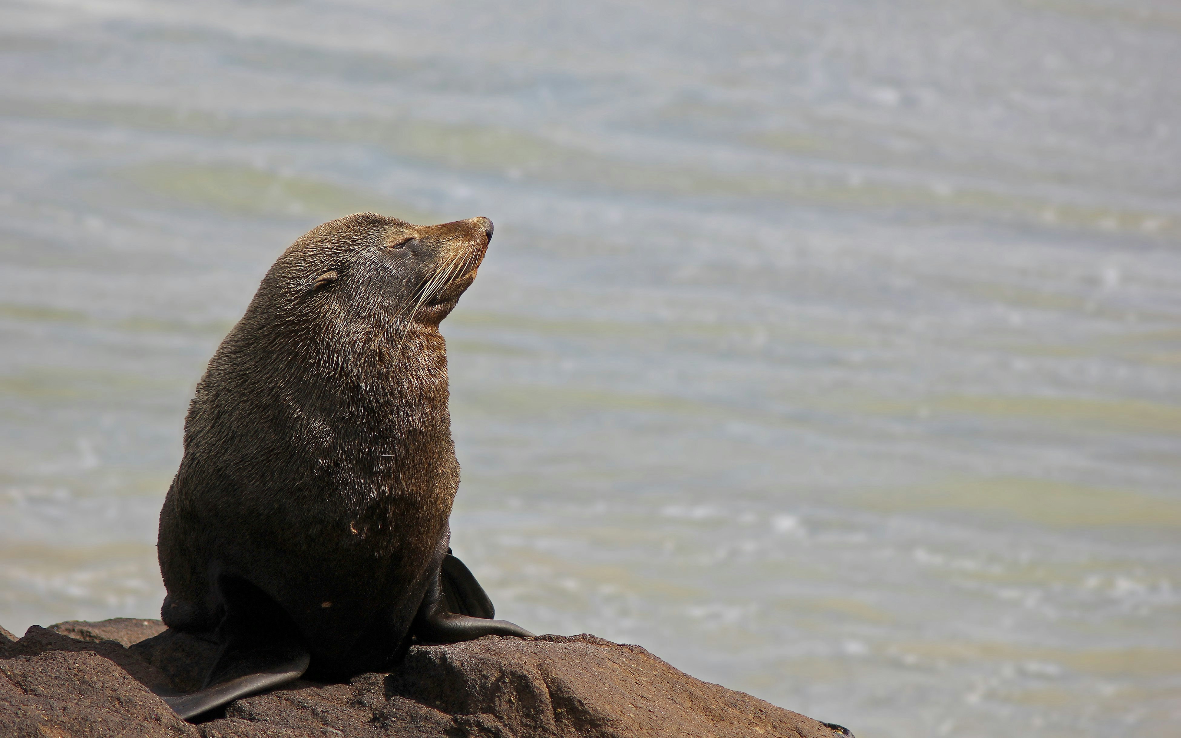 Long-nosed fur seal sunbathing on a rock by the sea.