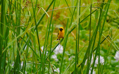 Yellow bird perched among tall grass in Nam Cat Tien National Park, Vietnam.