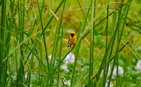 Yellow bird perched among tall grass in Nam Cat Tien National Park, Vietnam.