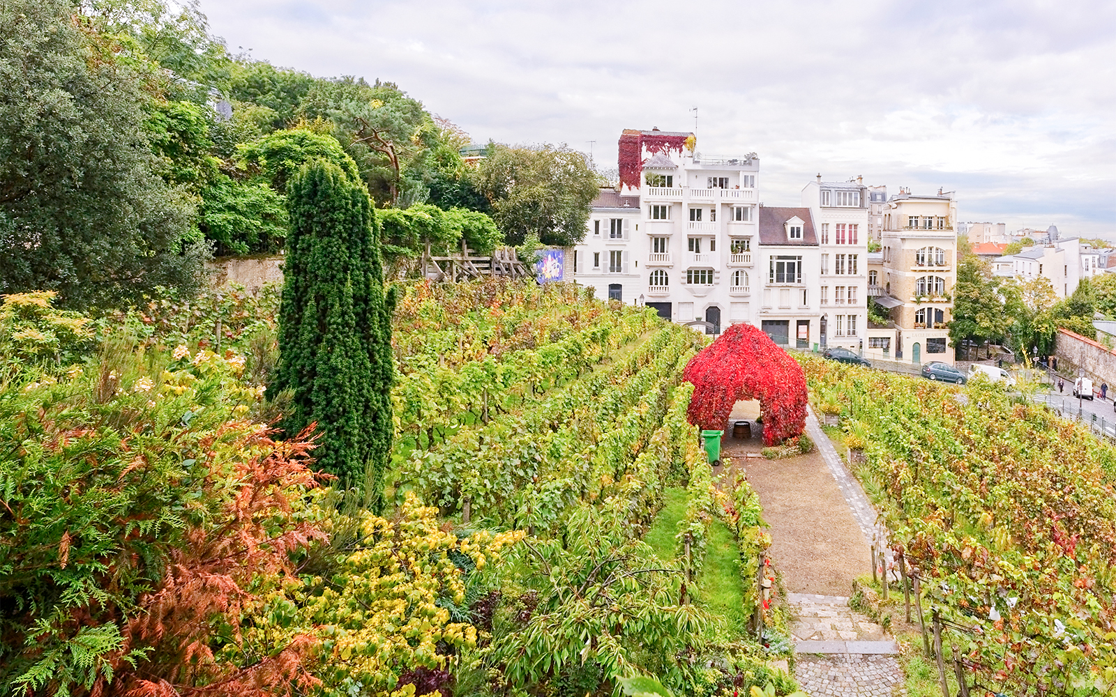 Vineyard of Clos Montmartre