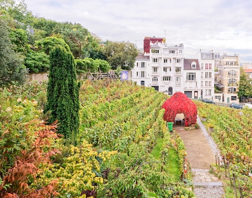 Montmartre vineyard with lush greenery and historic Parisian buildings in the background.